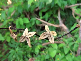 Poplar (cottonwood) — Eastern (Populus deltoides) — mature form