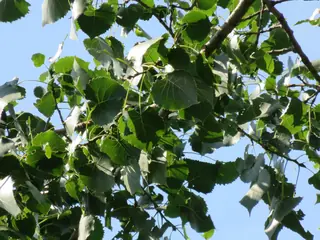 Eastern Poplar (Populus deltoides), habit
