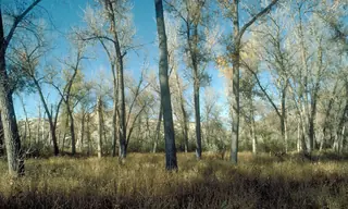 Eastern Poplar (Populus deltoides), foliage