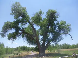 Poplar (cottonwood), Eastern
