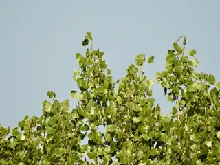 Poplar (cottonwood) — Plains 'Jeronimus'
