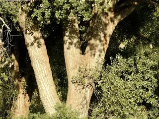Poplar (cottonwood) — Plains 'Jeronimus' (Populus deltoides subsp. monilifera) — mature form