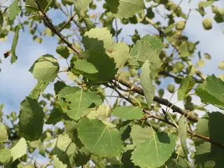 Poplar (cottonwood) — Upright European, Aspen