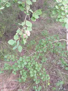 Poplar (cottonwood) — Upright European, Aspen (Populus tremula 'Erecta') — mature form