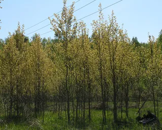 Poplar (cottonwood) — Upright European, Aspen (Populus tremula 'Erecta') — foliage