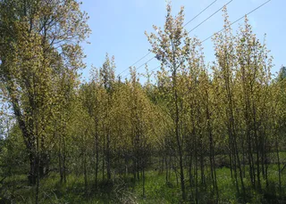 Poplar (cottonwood) — Upright European, Aspen (Populus tremula 'Erecta') — bloom