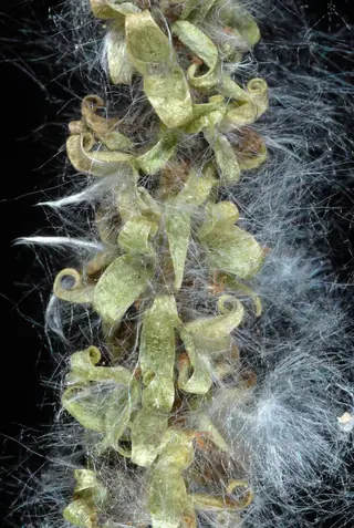 Poplar (cottonwood) — Quaking Aspen