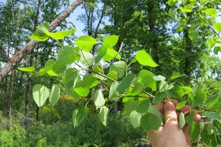 Poplar (cottonwood) — Quaking Aspen (Populus tremuloides) — foliage