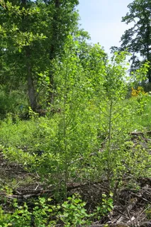 Poplar (cottonwood) — Quaking Aspen (Populus tremuloides) — bloom