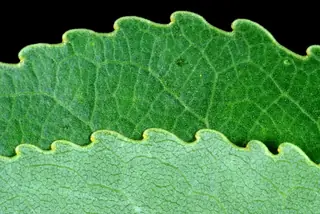 Poplar (cottonwood) — Lanceleaf