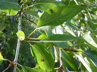 Poplar (cottonwood) — Lanceleaf (Populus x acuminata) — mature form