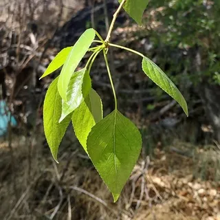 Poplar (cottonwood) — Lanceleaf (Populus x acuminata) — foliage