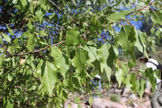 Poplar (cottonwood) — Lanceleaf (Populus x acuminata) — bloom
