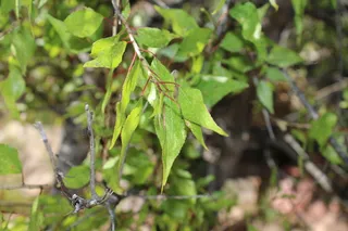 Poplar (cottonwood) — Lanceleaf (Populus x acuminata) — fall color