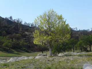 Poplar (cottonwood) — Highland (Populus x acuminata x sargentii) — mature form