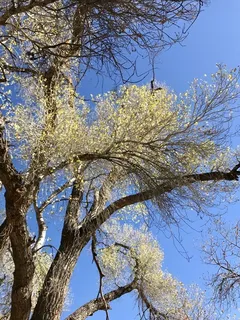 Poplar (cottonwood) — Highland (Populus x acuminata x sargentii) — foliage