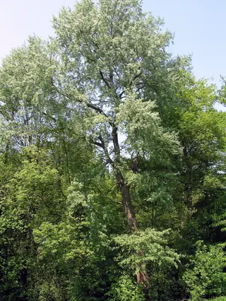 Tower poplar