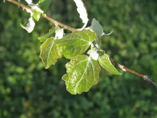 Tower (Populus x canescens 'Tower'), fall color