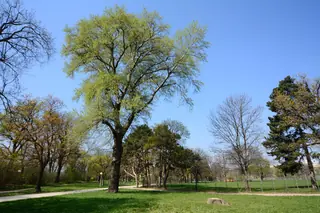 Tower (Populus x canescens 'Tower'), mature form