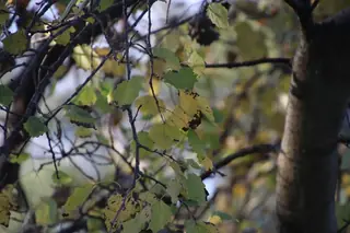 Tower (Populus x canescens 'Tower') — mature form