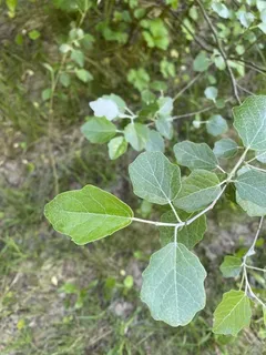 Tower (Populus x canescens 'Tower') — foliage