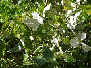 Tower (Populus x canescens 'Tower') — fall color