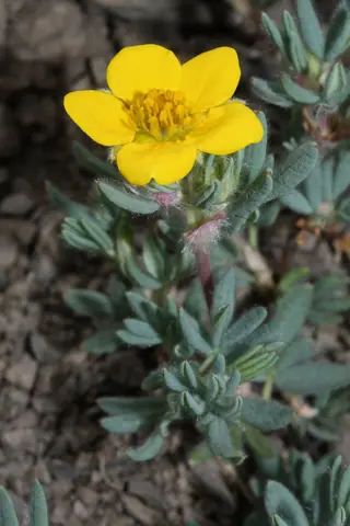Shrubby cinquefoil