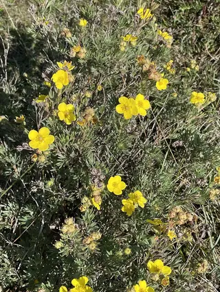 Shrubby cinquefoil (Potentilla fruticosa) — foliage