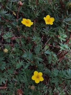 Shrubby cinquefoil (Potentilla fruticosa) — bloom