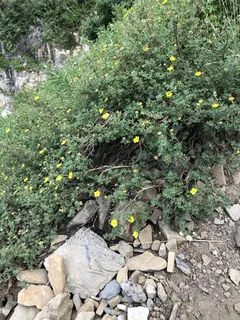 Shrubby cinquefoil (Potentilla fruticosa) — fall color
