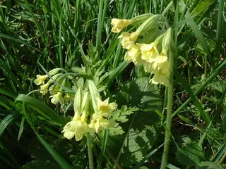 Oxlip Primrose