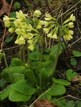 Oxlip Primrose (Primula elatior) — mature form