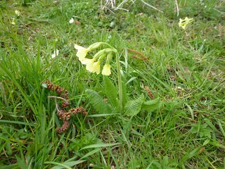 Oxlip Primrose (Primula elatior) — foliage