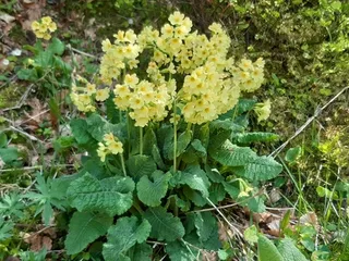 Oxlip Primrose (Primula elatior) — bloom
