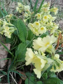 Oxlip Primrose (Primula elatior) — fall color