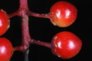Fruiting types — Plum – Mount Royal (Prunus 'Mount Royal')