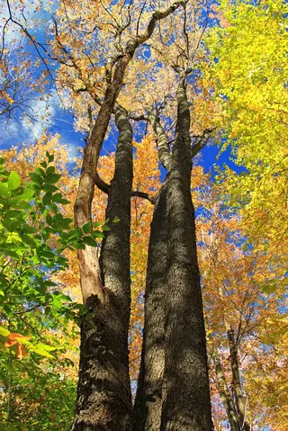 Fruiting types — Plum – Mount Royal (Prunus 'Mount Royal') — mature form