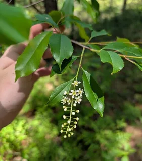 Fruiting types — Plum – Mount Royal (Prunus 'Mount Royal') — foliage
