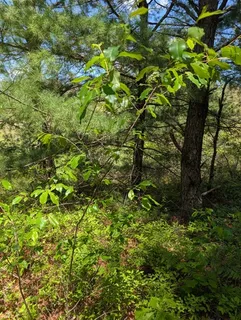 Fruiting types — Plum – Mount Royal (Prunus 'Mount Royal') — bloom