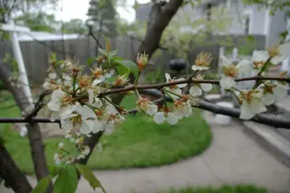 American plum