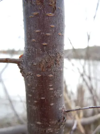 American plum (Prunus americana), mature form