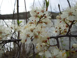 American plum (Prunus americana), bloom