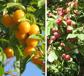 American plum (Prunus americana) — mature form