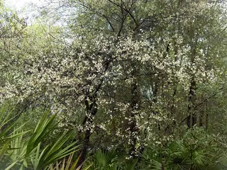 American plum (Prunus americana) — foliage