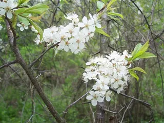 American plum (Prunus americana) — bloom