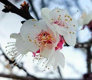Fruiting types — Apricot-Chinese