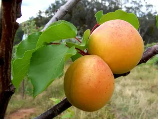 Fruiting types — Apricot-Chinese (Prunus armeniaca) — mature form