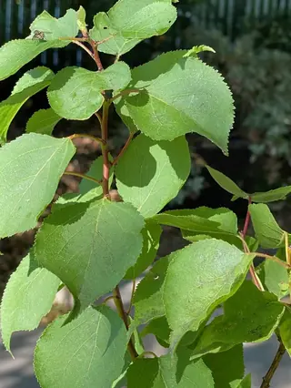 Fruiting types — Apricot-Chinese (Prunus armeniaca) — foliage