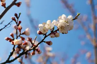 Fruiting types — Apricot-Chinese (Prunus armeniaca) — bloom