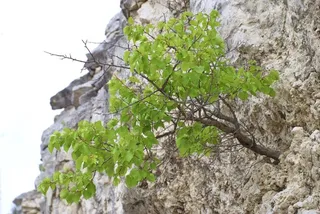 Fruiting types — Apricot-Chinese (Prunus armeniaca) — fall color